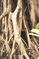 aerial roots vertical