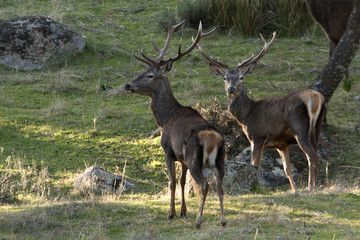 Red deer. Cervus elaphus.