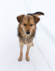 dog on nature in winter