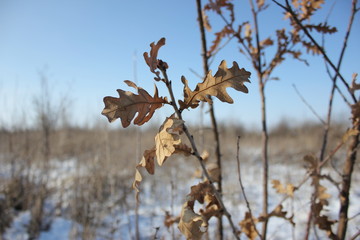  Молодое дерево дуба с сухими листочками на фоне голубого неба.