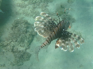 pesce © paolo
