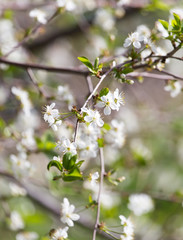 white flowers on the tree in nature