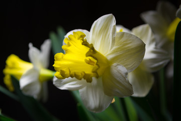Fototapeta premium Narcissus - spring yellow-white flower