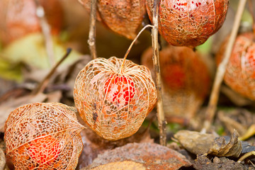 Früchte der Lampionblume