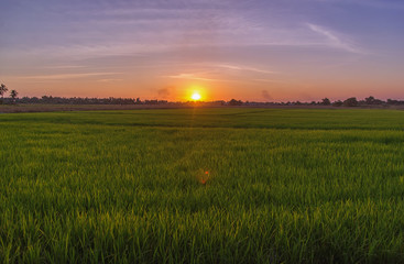 Beautiful view of rice paddy field during sunset in Thailnad. Nature composition