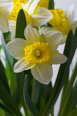 Narcissus - spring yellow-white flower