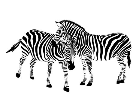  Zebra couple. Black and white illustration, isolated on white background.