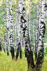 summer in sunny birch forest