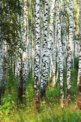 Naklejka premium summer in sunny birch forest