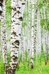 summer in sunny birch forest
