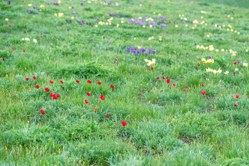 Spring landscape with blossoming wild flowers