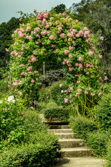 Obrazy  Różowy łuk różany