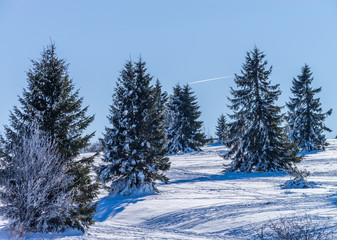 Winter forest with frozen trees majestic view. Winter in nature.