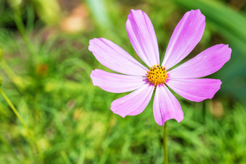 Cosmos flower in garden