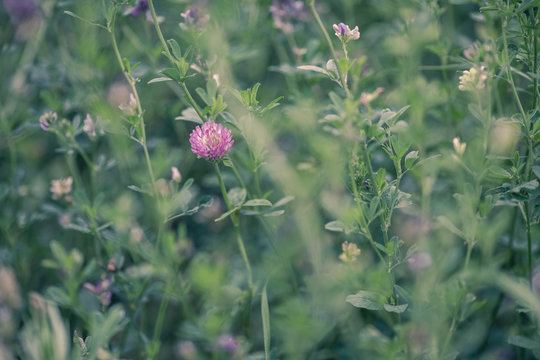 natural summer background, blurred image, shallow depth of field. selective focus. clover