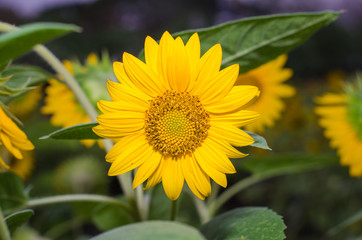 smallsunflower