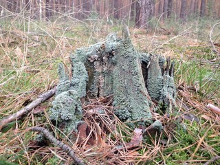 Moos, Baum, Baumstumpf, Herbst