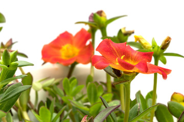 Blooming Common Purslane flowers