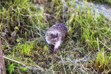 Hedgehog in grass