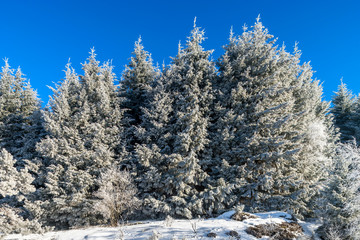 Beautiful white frozen trees on blue sky background. Picturesque