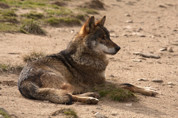 Iberian wolf. Canis lupus