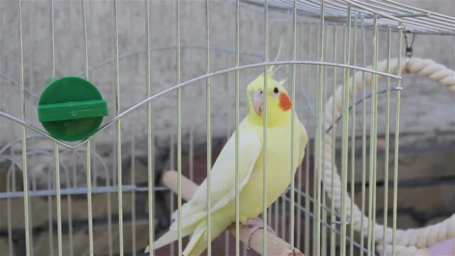 Yellow Parrot looking straight/yellow parrot in a cage in the yard seated