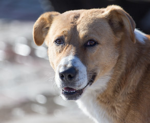 a stray dog on the nature