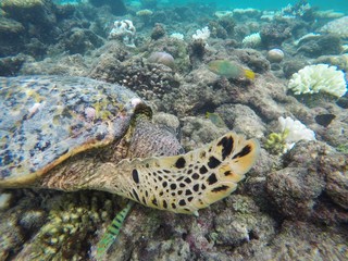 Green Turtle eating, Maafushivaru, Ari Atoll, Maldives