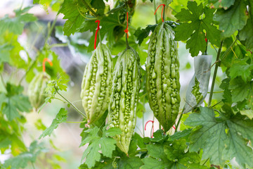 Wild Bitter Gourd, Bitter Cucumber,Bitter Gourd in garden.