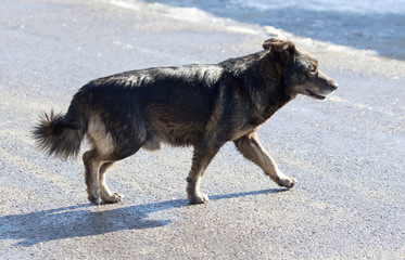 a stray dog on the nature