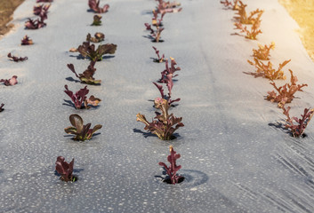          young sprout red leaf lettuce organic vegetable growing in cultivation farm.