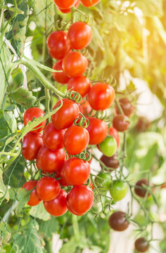 Close up red cherry tomatoes hanging on trees in greenhouse selective focus
