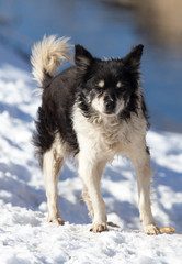 dog on nature in winter