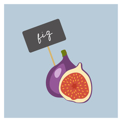 Vector Fruit - Fig - 135587038