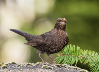 Blackbird, Turdus merula