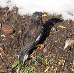 wet bird in nature