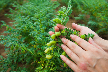 Woman showing chickpeas in close up