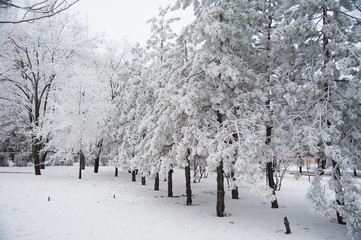 Snow-covered trees in a city park