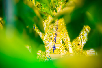 Cucumbers ripening in greenhouse