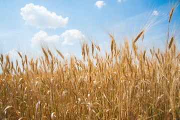 Obraz premium Gold wheat field