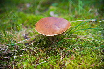 Cep Mushroom Growing in Autumn Forest