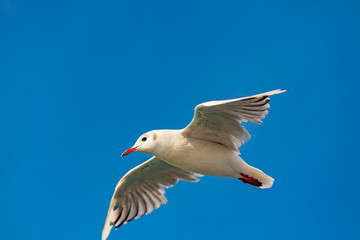 view of a isolated seagull on the sea