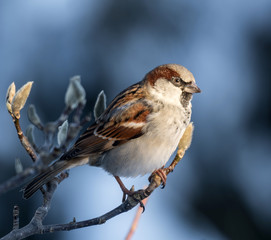 sparrow at sunset