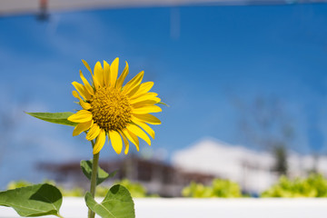 Sunflower with blue sky.