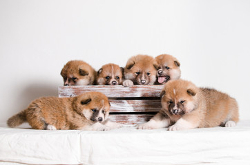 Puppies dog Akita breed