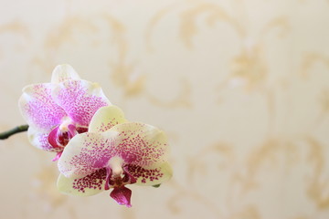 Орхидея в комнате