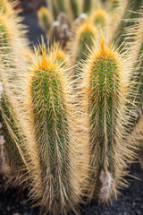 Giardino dei cactus Lanzarote - Canarie