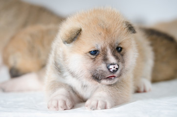 Puppies dog Akita breed