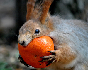 Squirrel eats orange