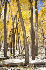 autumn path in colorado